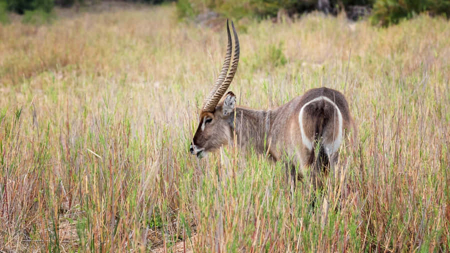 Waterbuck_ Grazing_in_ Grassland.jpg Wallpaper