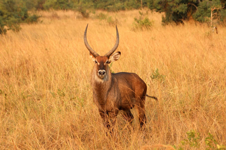 Waterbuck Standing Tallin Savannah Wallpaper