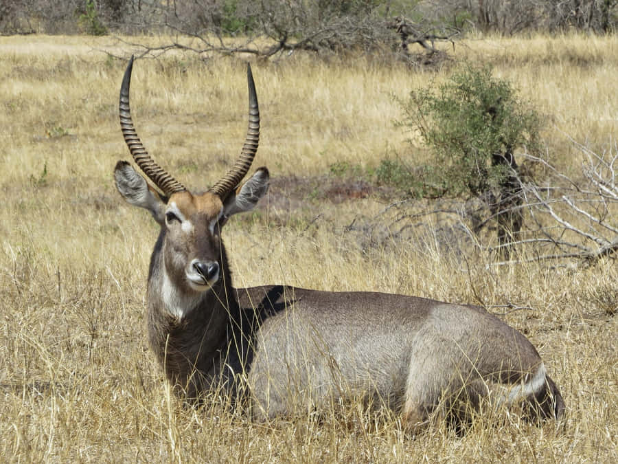 Waterbuckin Savanna Grassland.jpg Wallpaper