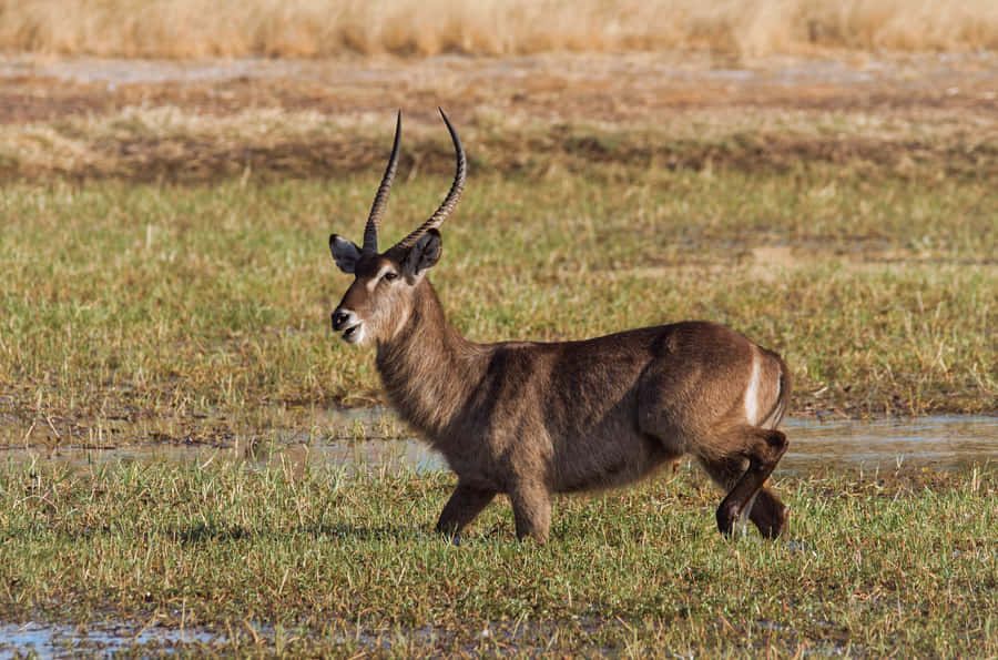 Waterbuckin Savanna Wetland Wallpaper