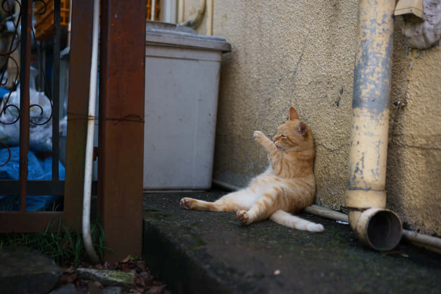 Weird Pfp Of Cat Sitting Upright Wallpaper