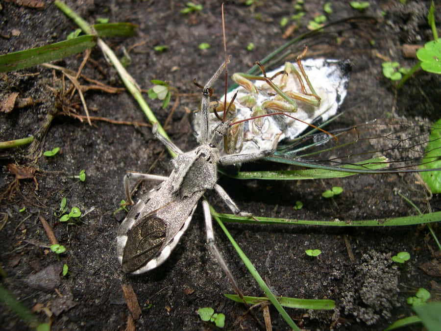 Wheel Bug Feedingon Prey Wallpaper