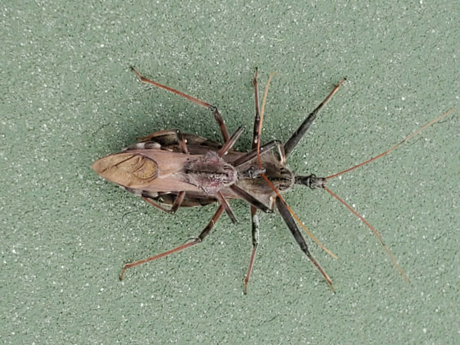 Wheel Bug On Green Surface.jpg Wallpaper