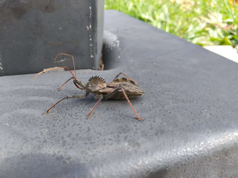 Wheel Bug On Grey Surface Wallpaper