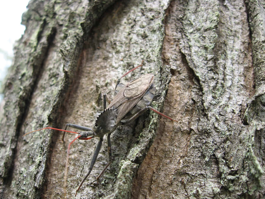 Wheel Bug On Tree Bark Wallpaper