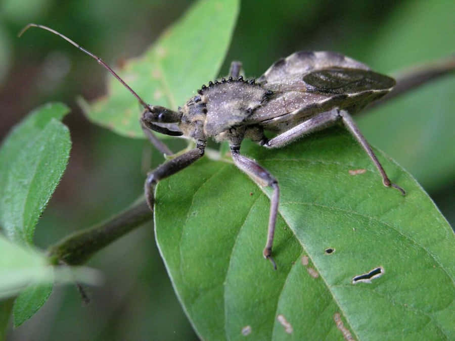 Wheel Bugon Green Leaf Wallpaper