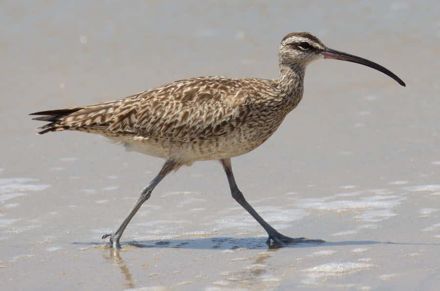 Whimbrel Wading Shorebird Wallpaper