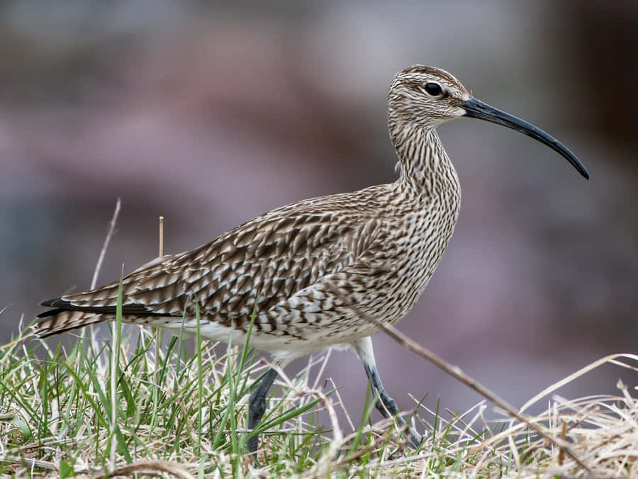 Whimbrelin Grassland Habitat Wallpaper