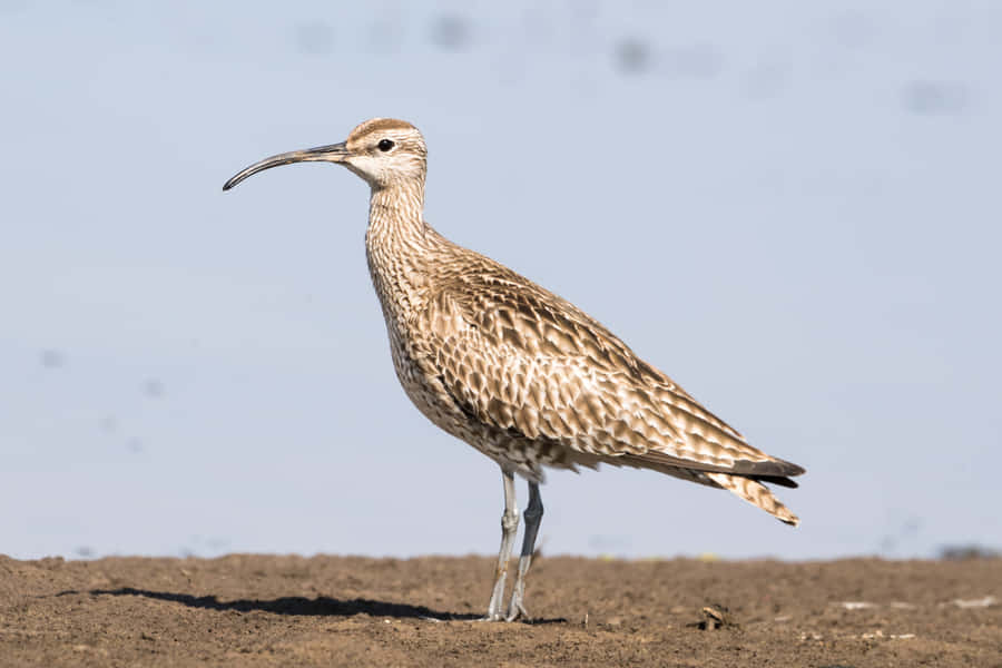 Whimbrelin Natural Habitat.jpg Wallpaper
