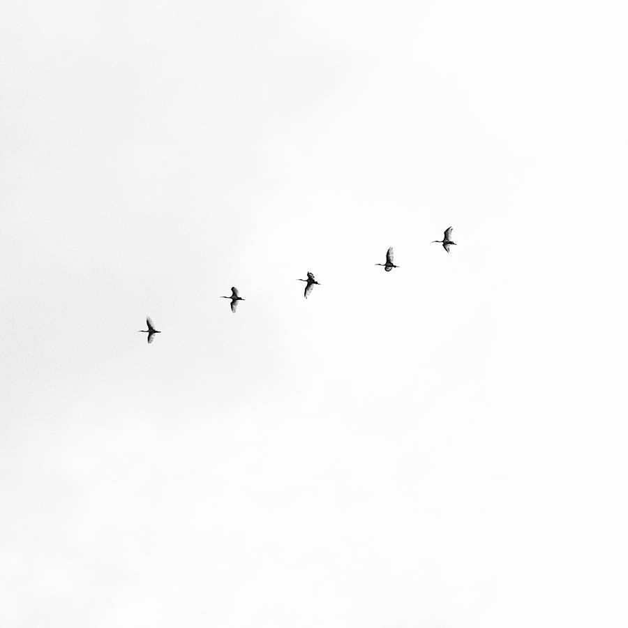White Aesthetic Sky With Birds Wallpaper
