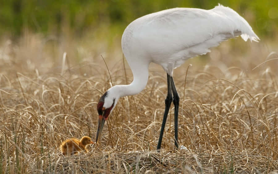 White Crane With Chickin Nest.jpg Wallpaper