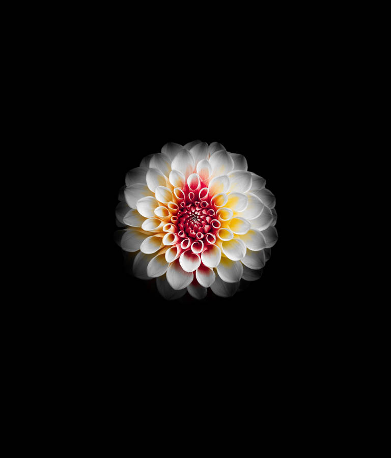 White Dahlia Wallpaper