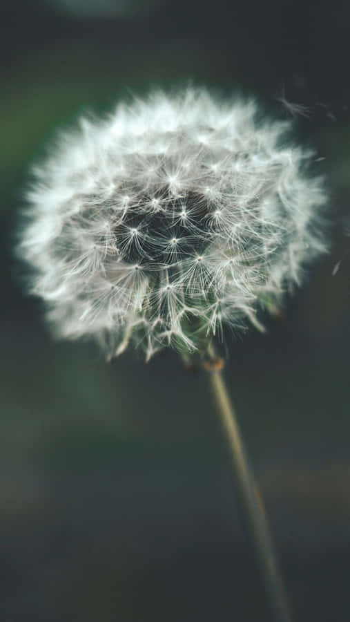 White Dandelion Flower Relaxing Iphone Wallpaper