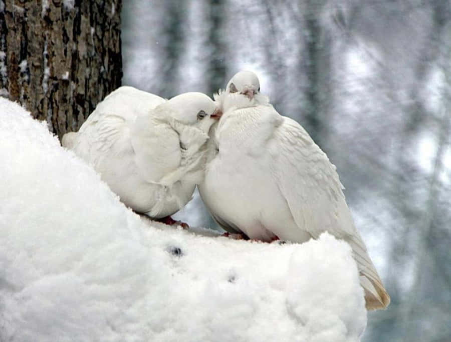 White Dovesin Snow Wallpaper
