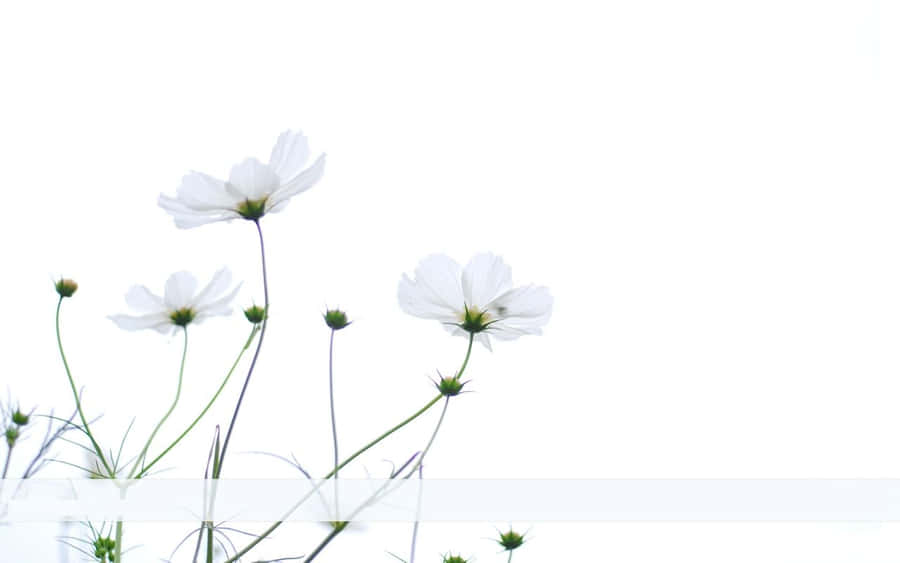 White Flowers In A Vase Wallpaper