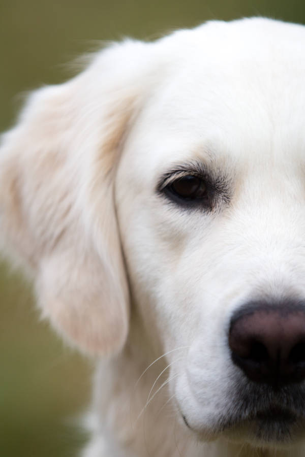 White Golden Retriever Dog Half Wallpaper