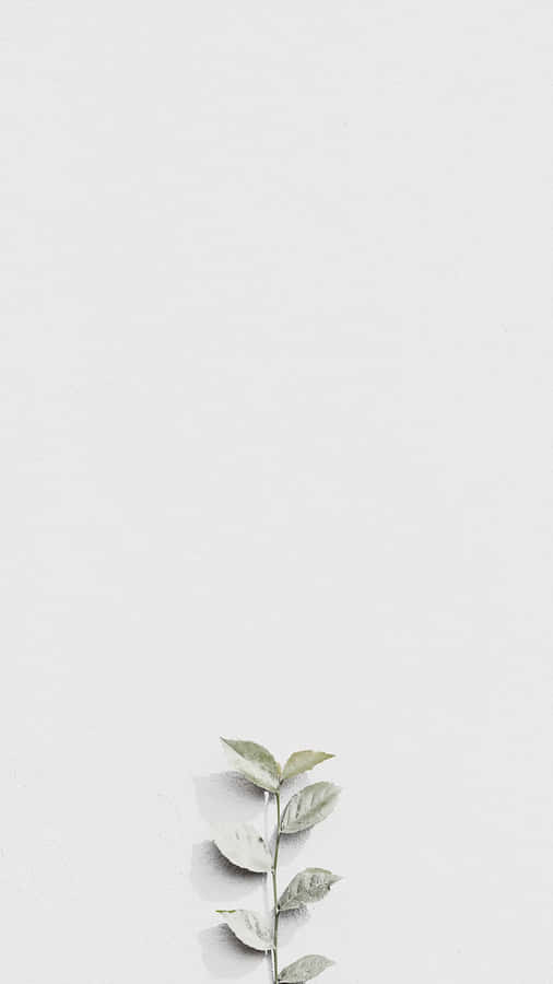 White Leaves For Instagram Stories Wallpaper