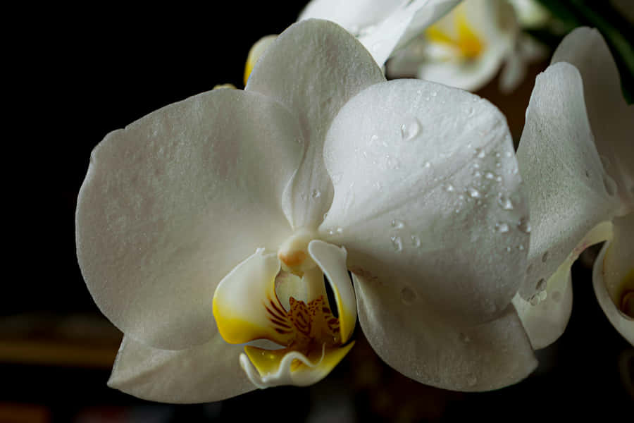 White Orchid Dew Drops.jpg Wallpaper