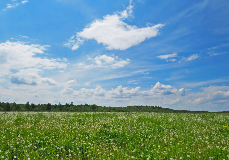 White Petaled Flower Meadow Wallpaper