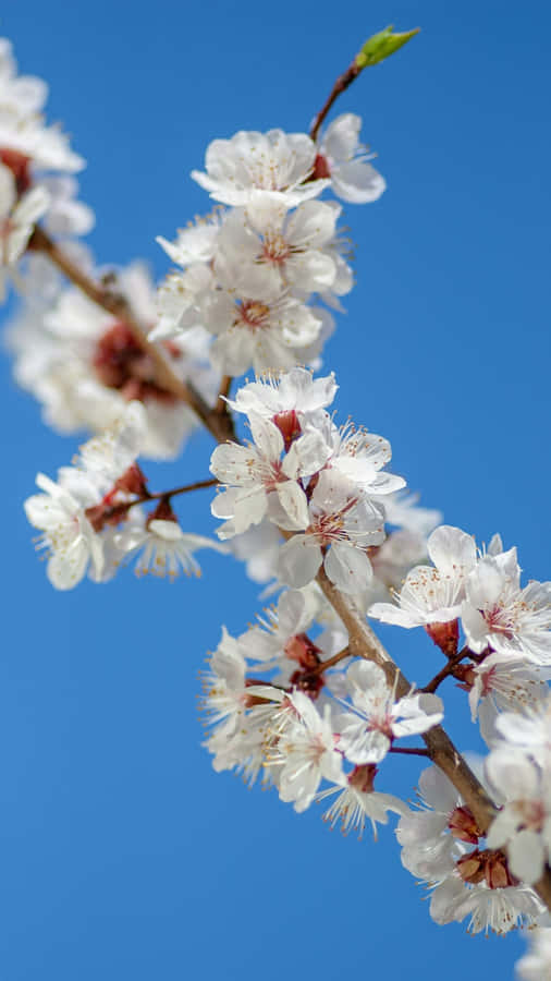 White Plum Blossoms Bloom Wallpaper