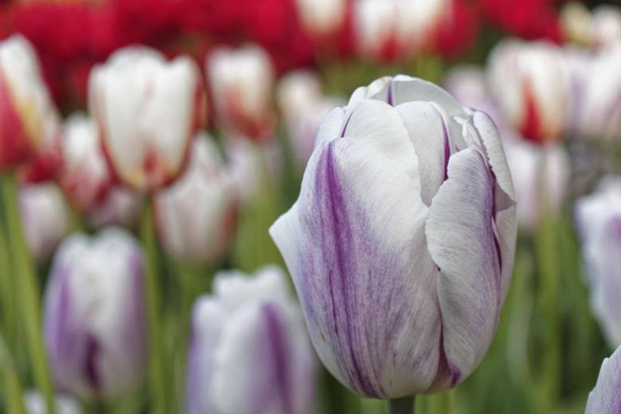 White Purple Most Beautiful Nature Wallpaper