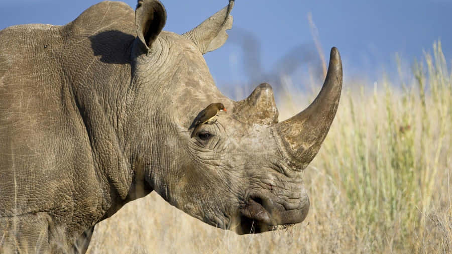 White Rhinoceroswith Oxpecker Bird Wallpaper