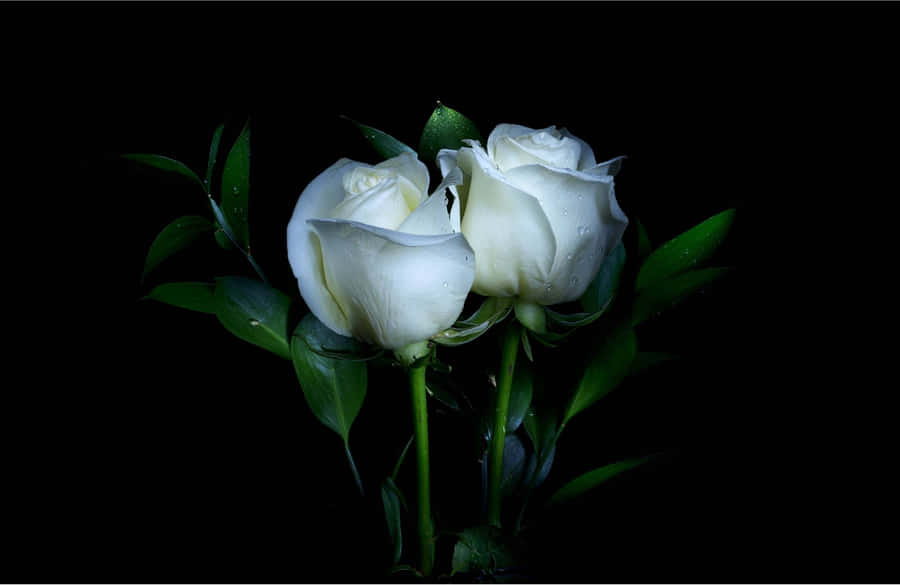 White Roses On A Black Background Wallpaper