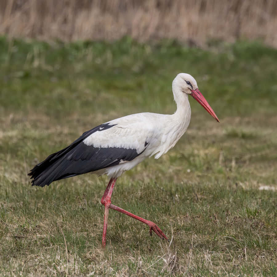 White Stork Striding Gracefully.jpg Wallpaper