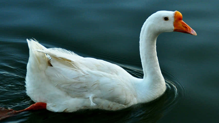 White Swan On Dark Water Wallpaper