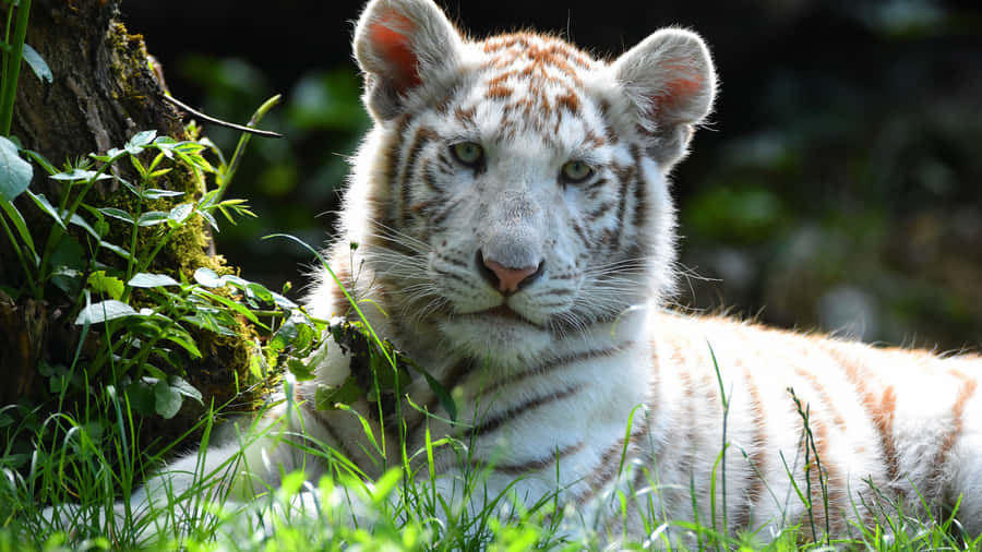 White Tiger Cub Restingin Nature4 K.jpg Wallpaper