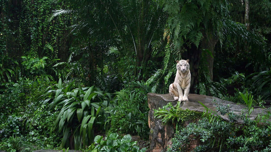White Tigerin Singapore Zoo Wallpaper