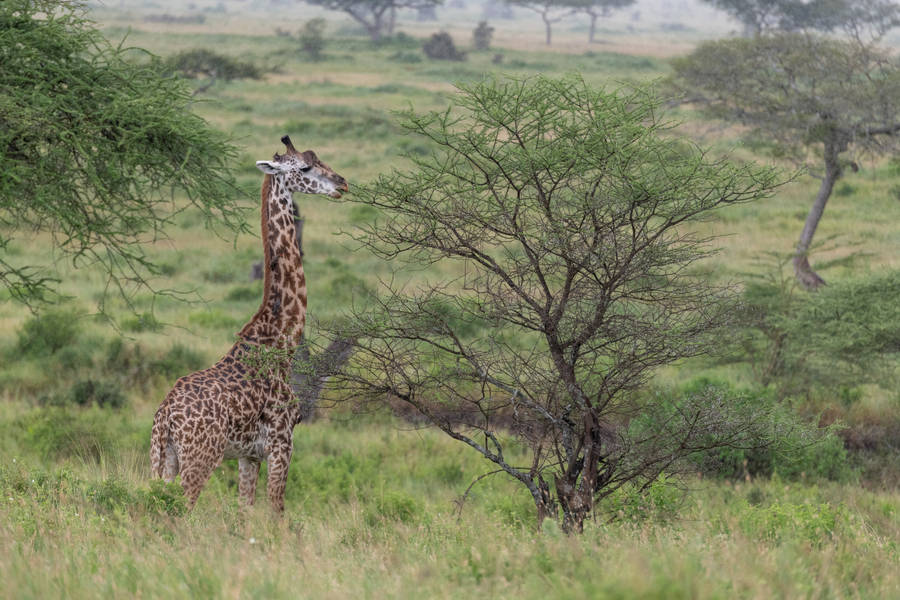 Widescreen Giraffe Photography Wallpaper