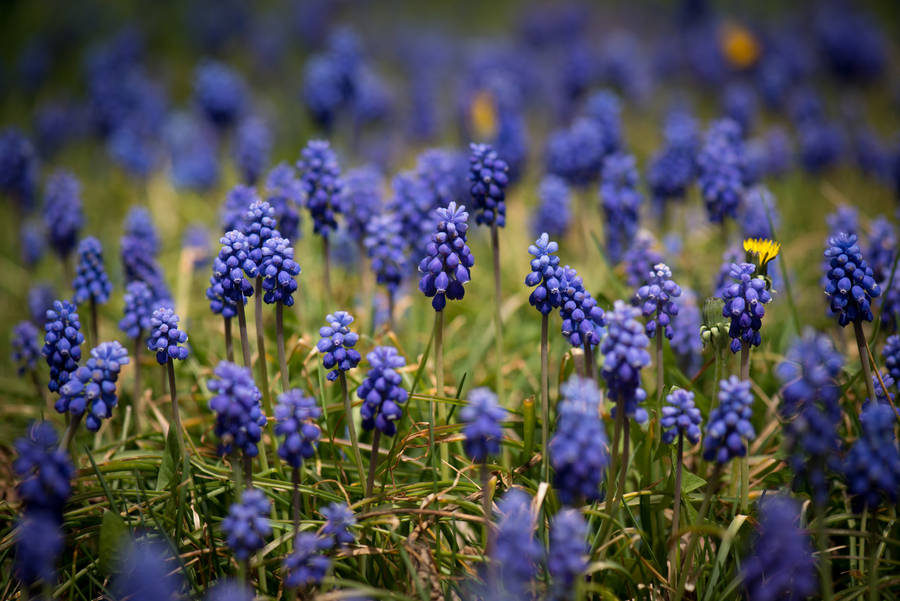 Wild Grape Hyacinth Flowers Wallpaper