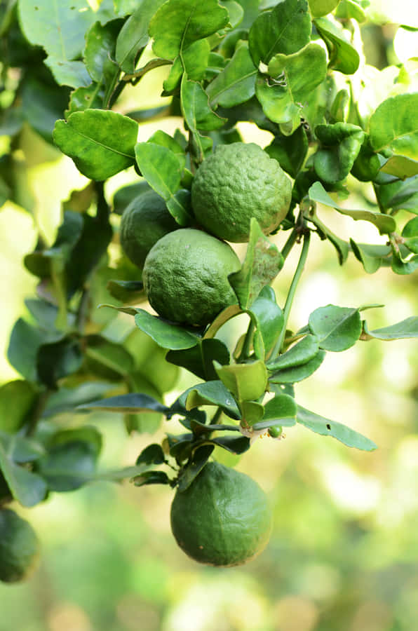Wild Green Kaffir Lime Citrus Fruits Wallpaper