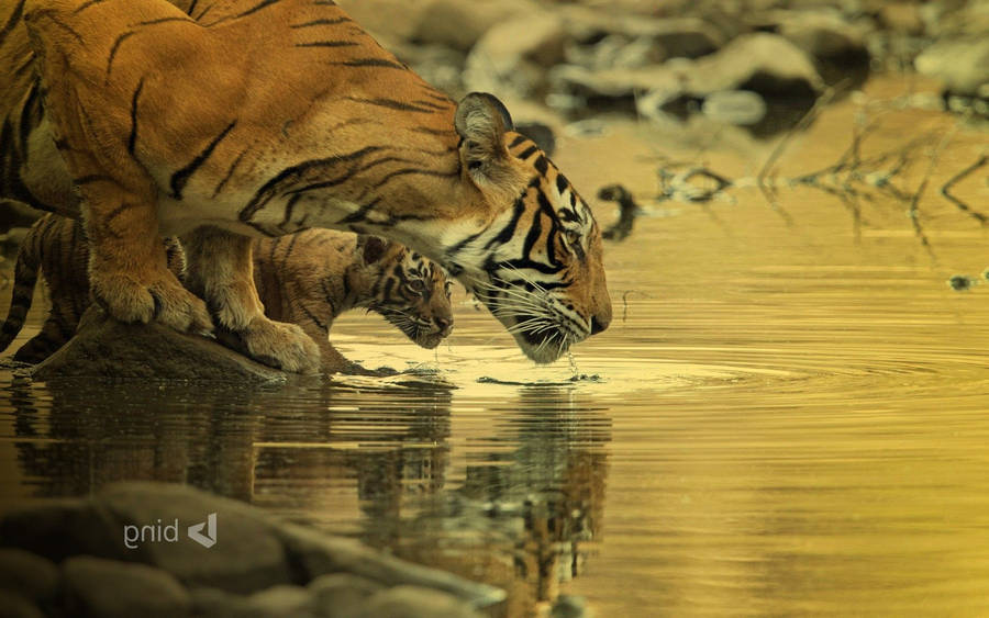 Wild Tigers Bing Hd Cover Wallpaper