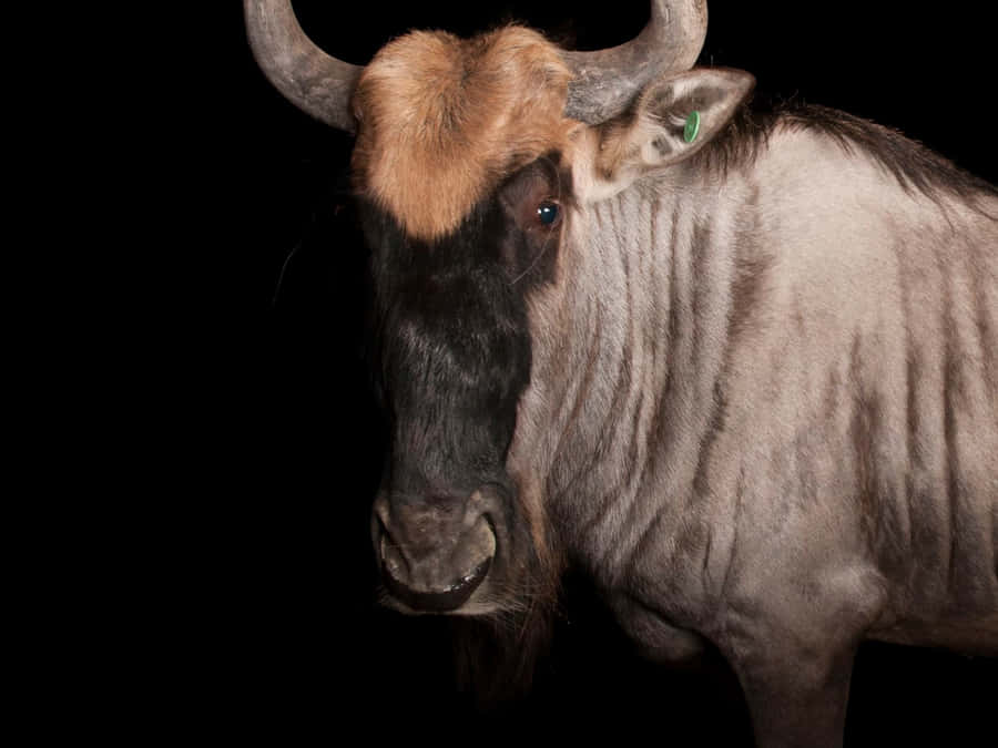 Wildebeest Portrait Against Black Background Wallpaper