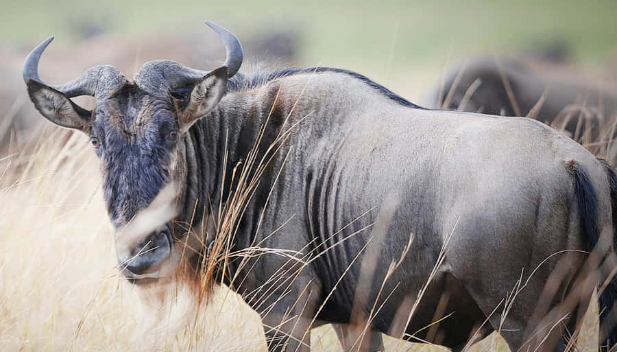 Wildebeestin Tall Grass Wallpaper