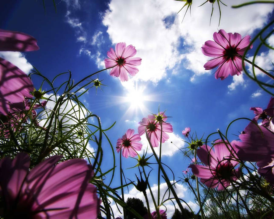 Wildflower Blooms Softly Across The Green Fields Wallpaper