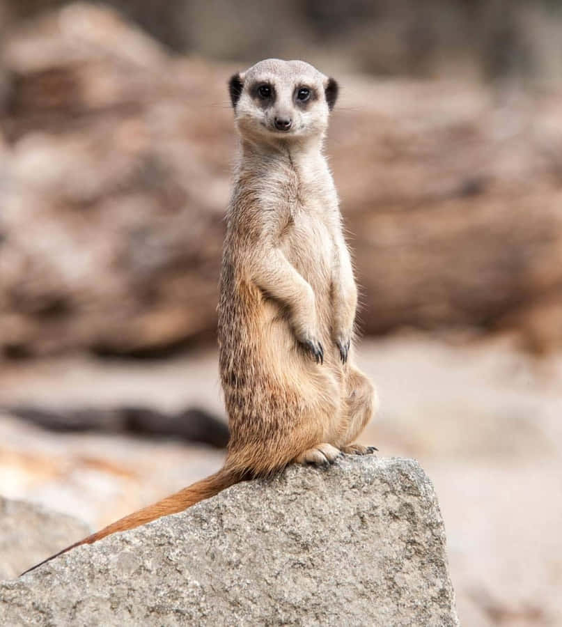 Wildlife Conservation Heroes Wallpaper