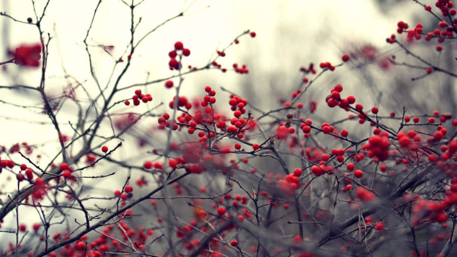 Winter Berries On A Snowy Branch Wallpaper