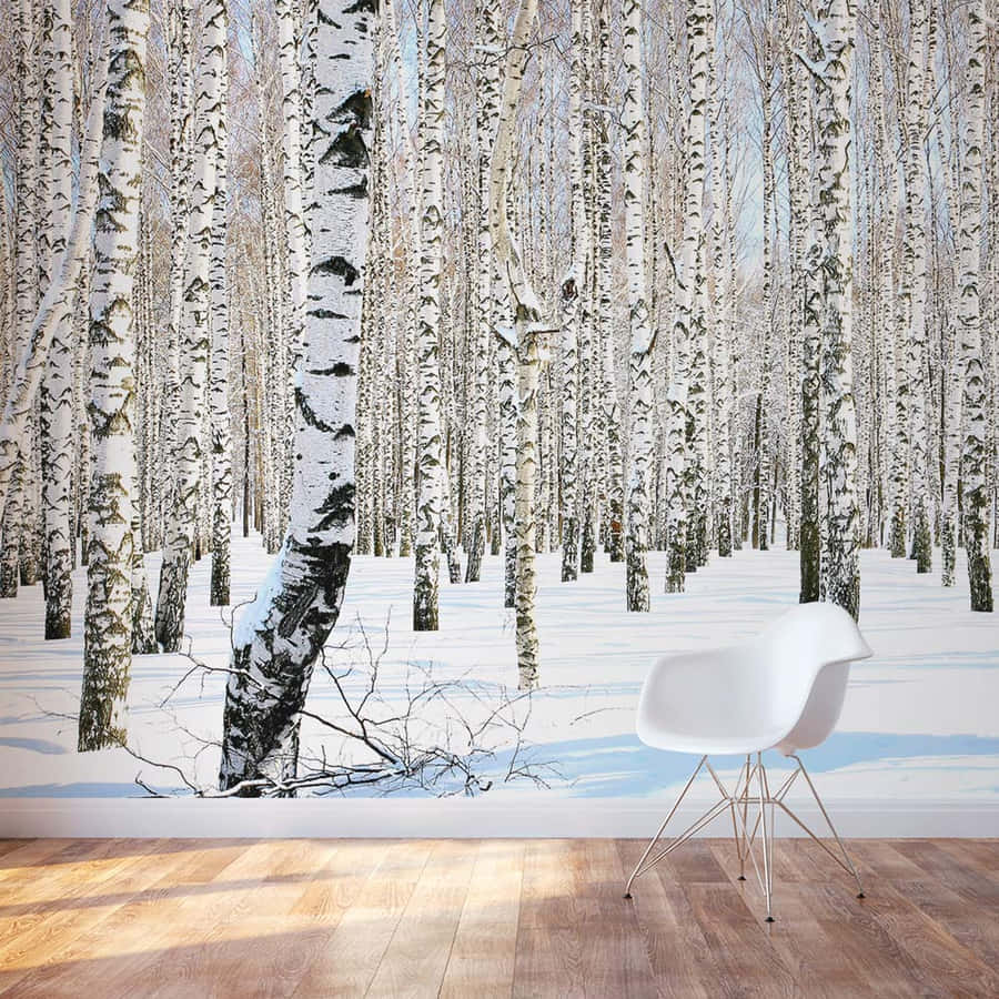 Winter Birch Forest Muralwith Chair Wallpaper
