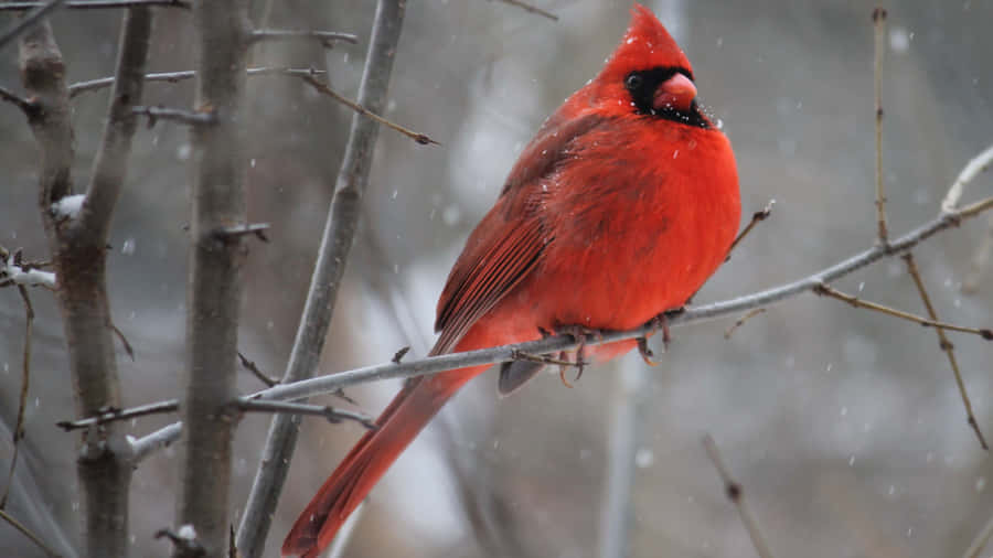 Winter Cardinal Perched Branch Wallpaper