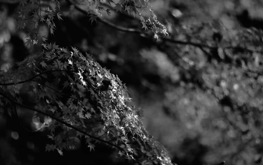 Winter Dusk In Japan Wallpaper