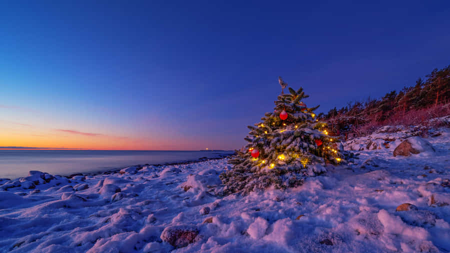 Winter Evening Christmas Treebythe Sea Wallpaper
