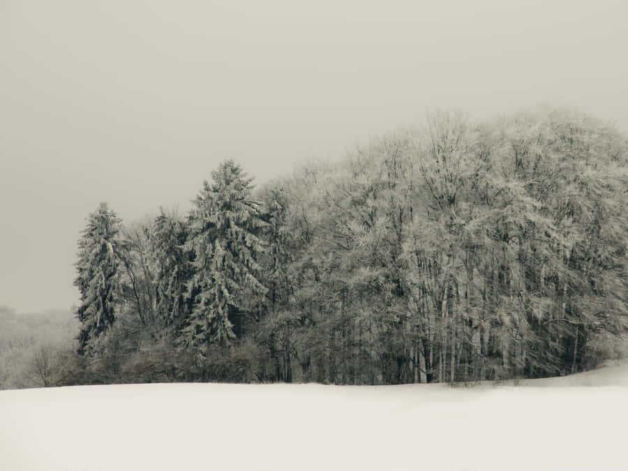 Winter_ Forest_ Snow_ Cover.jpg Wallpaper