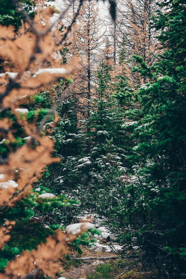 Winter Forest Transition.jpg Wallpaper