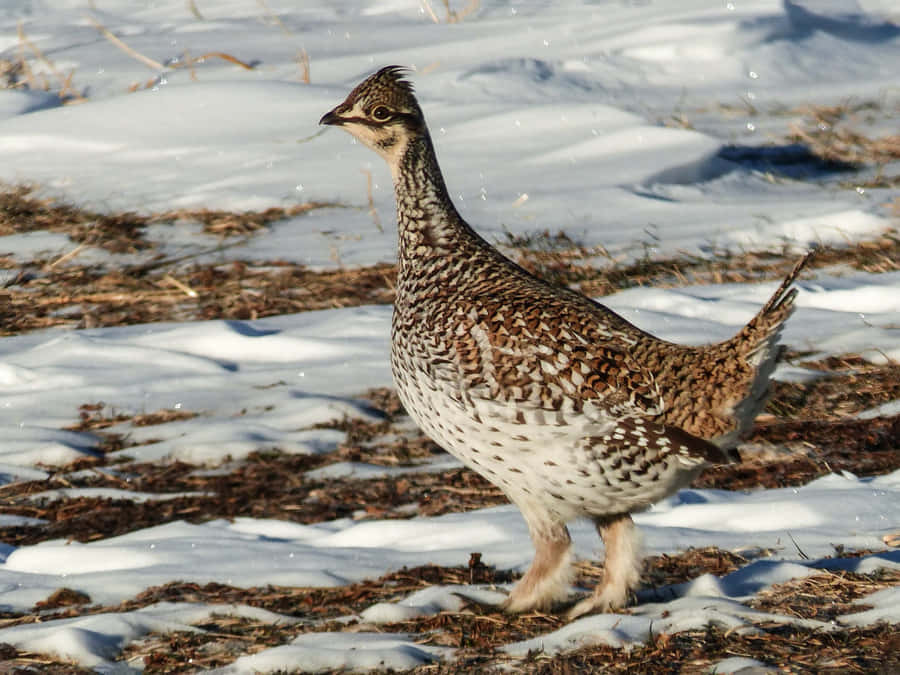 Winter Grousein Snow Wallpaper