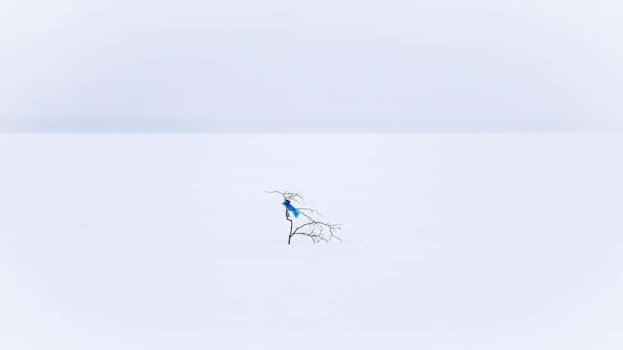 Winter Landscape With Bare Trees Wallpaper