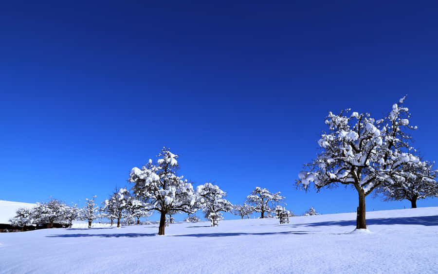 Winter Landscape With Pristine Snow And Leafless Trees Against A Blue Sky Wallpaper