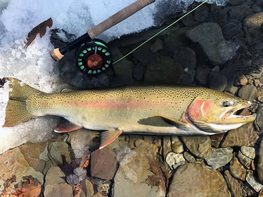 Winter Steelhead Catchwith Fly Rod Wallpaper